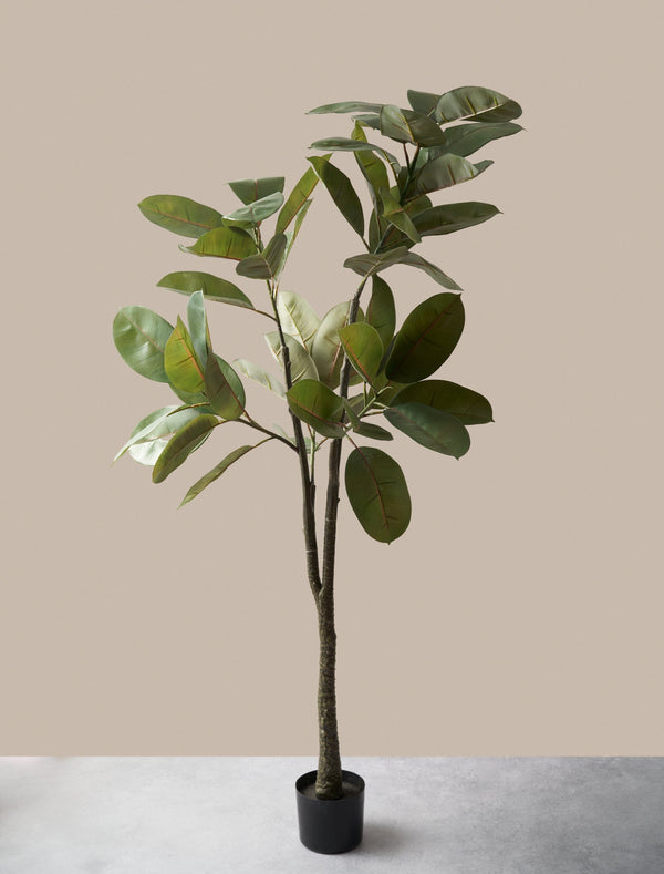 Faux Fiscus Elastica Tree