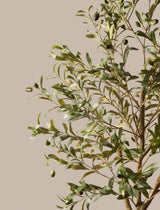 Faux Olive Tree 160cm / 5ft 2"